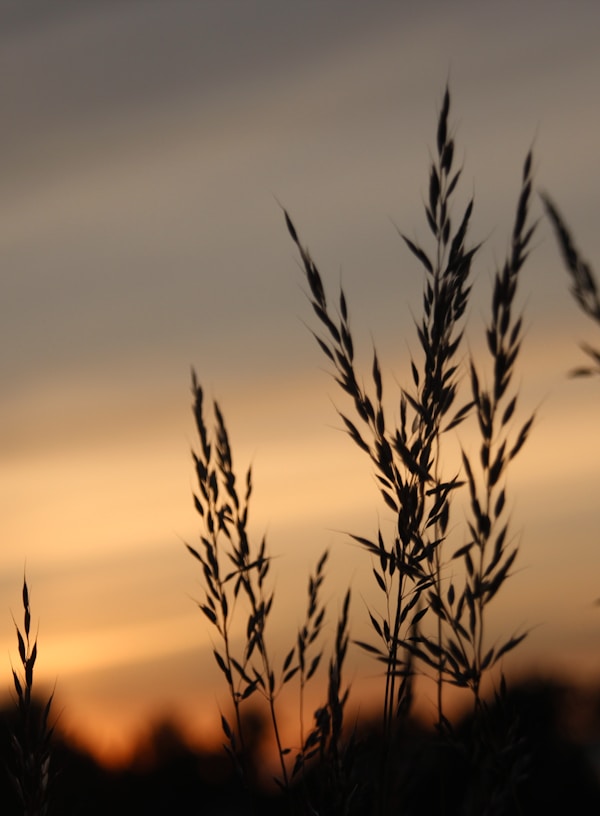 silhouette of wheat during sunset