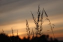 silhouette of wheat during sunset