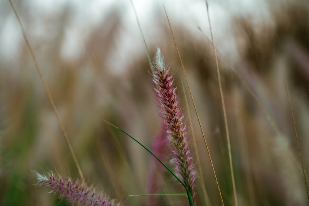 purple and green plant during daytime