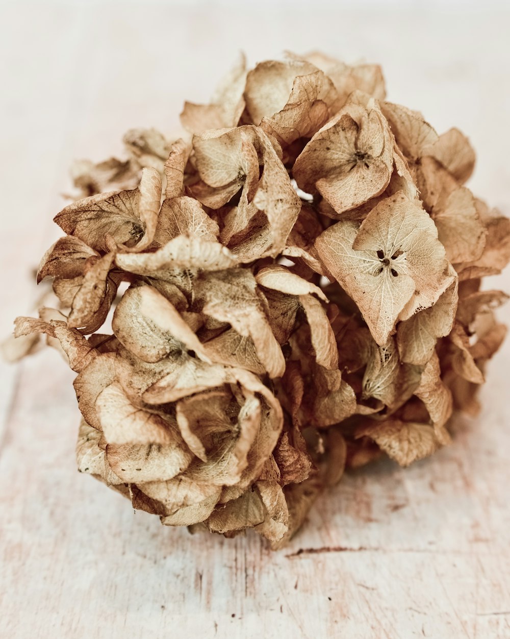 fleur séchée brune sur textile blanc