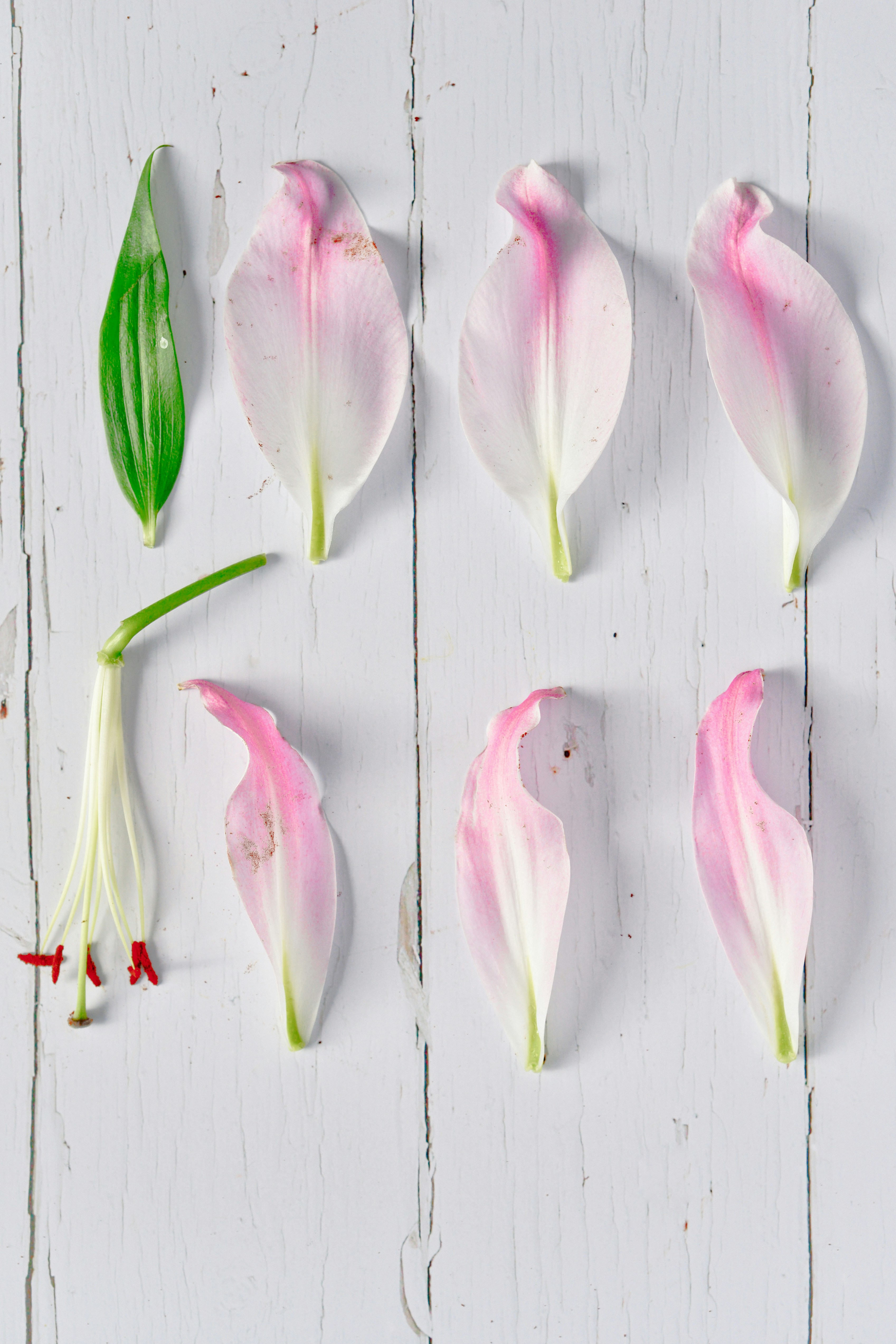 pétales de fleurs roses et blanches