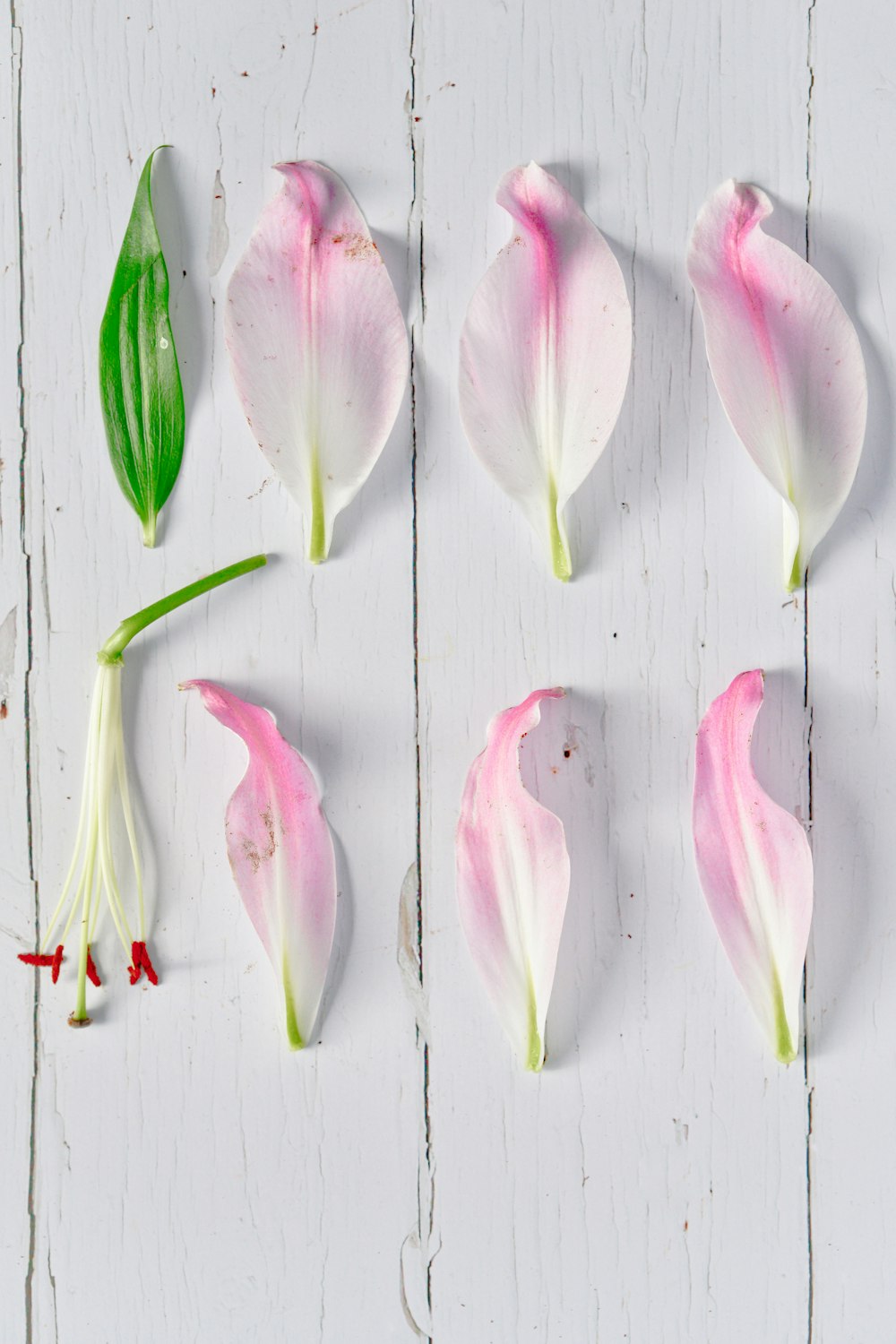 pétalos de flores rosas y blancas