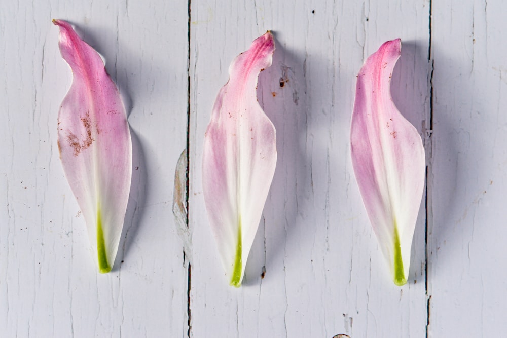 pink and green leaves on white wooden surface