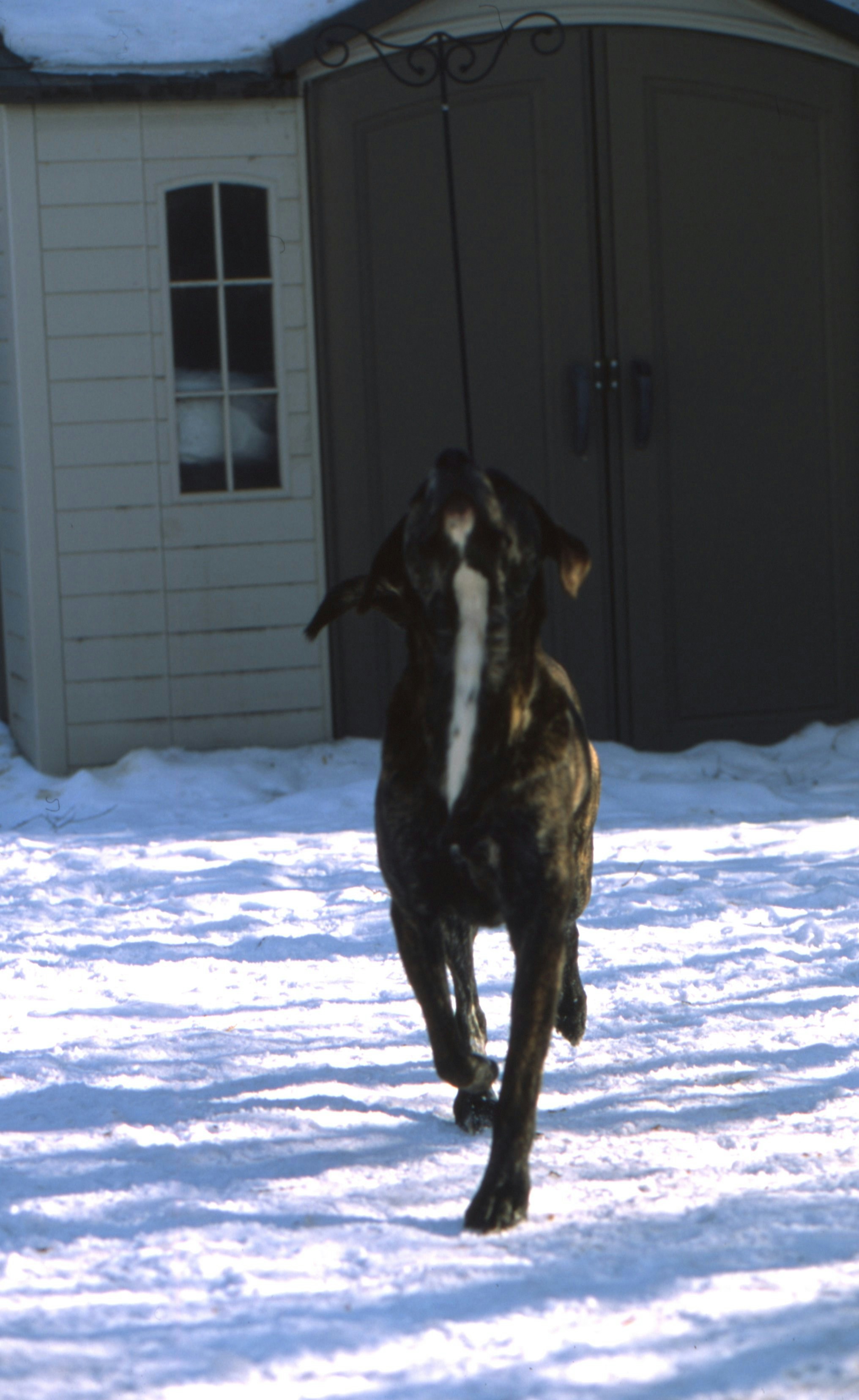 black and white short coated dog on snow covered ground during daytime