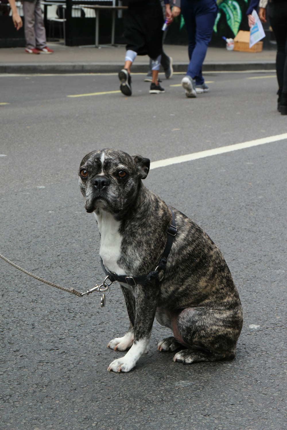 brown and white short coated dog on gray asphalt road