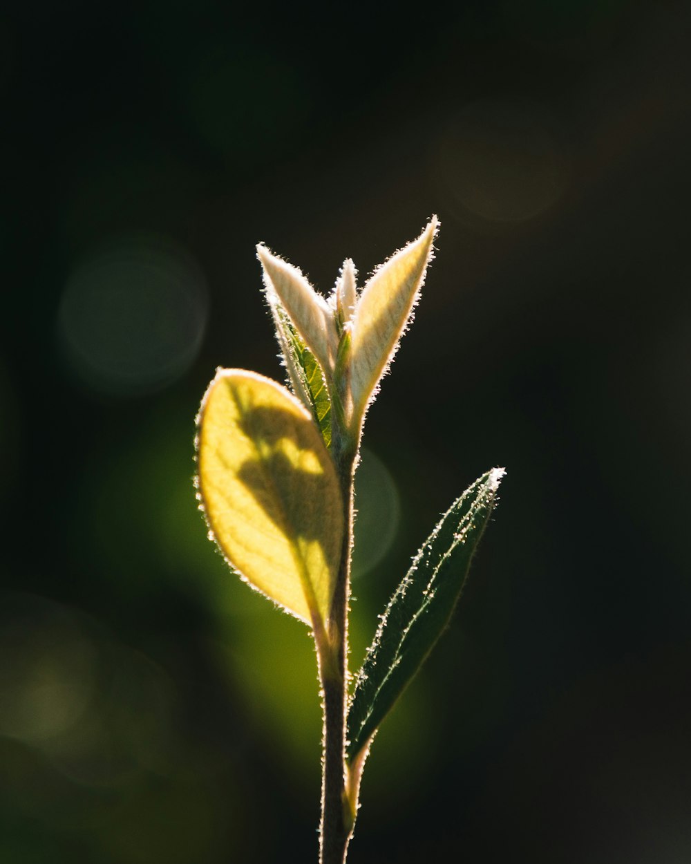 yellow and green leaf plant