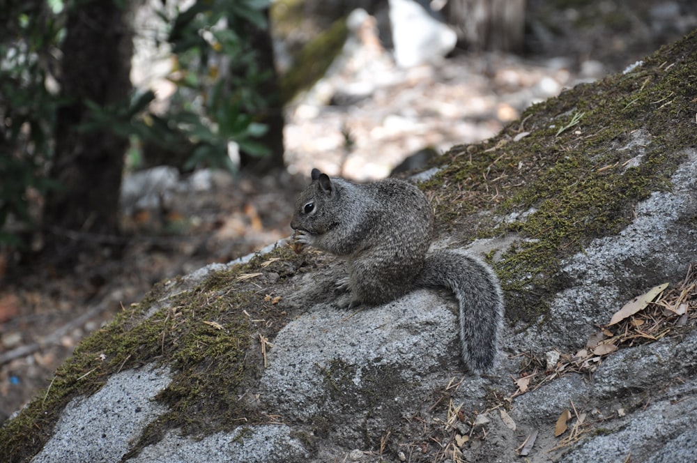 gray squirrel on gray rock during daytime