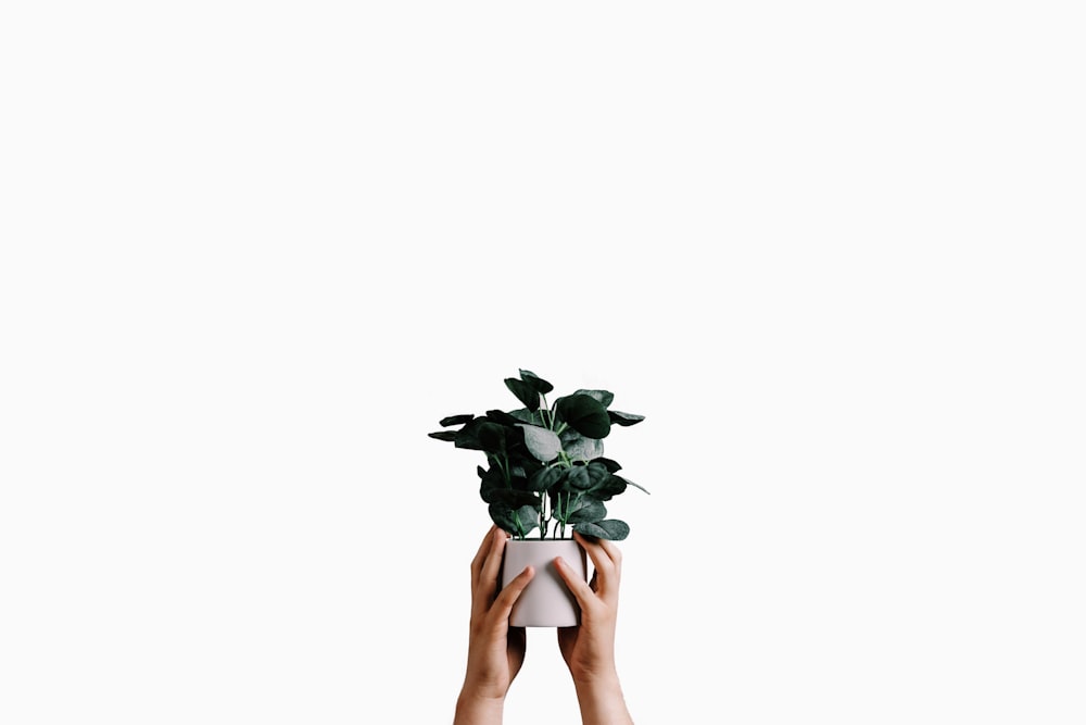 woman in white and blue floral skirt holding green plant