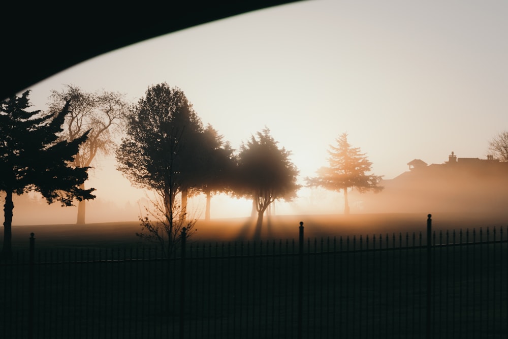 silhouette of trees during sunset