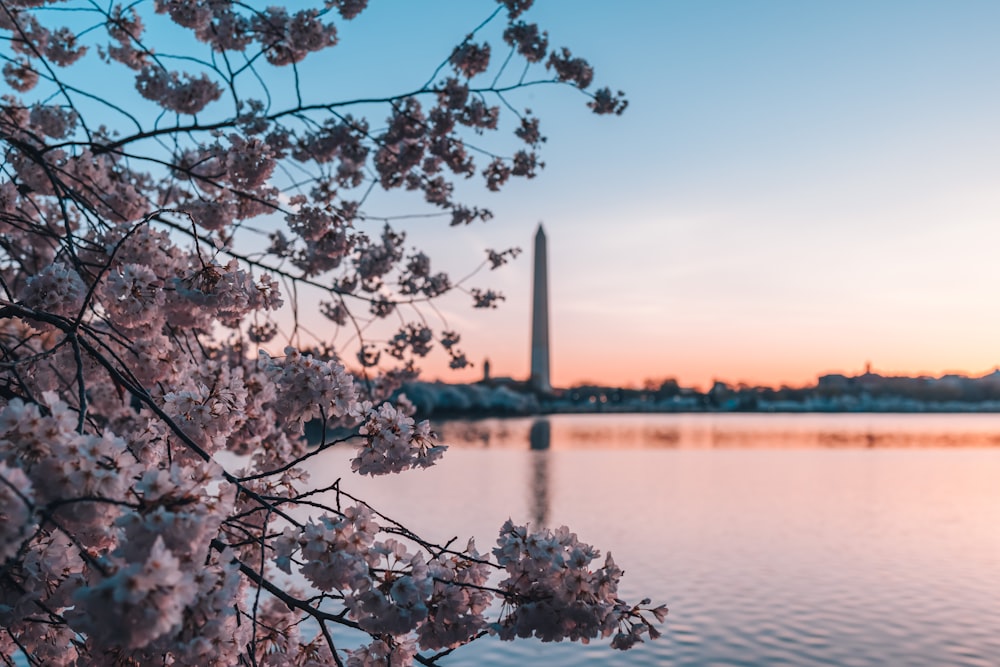 trees near body of water during daytime