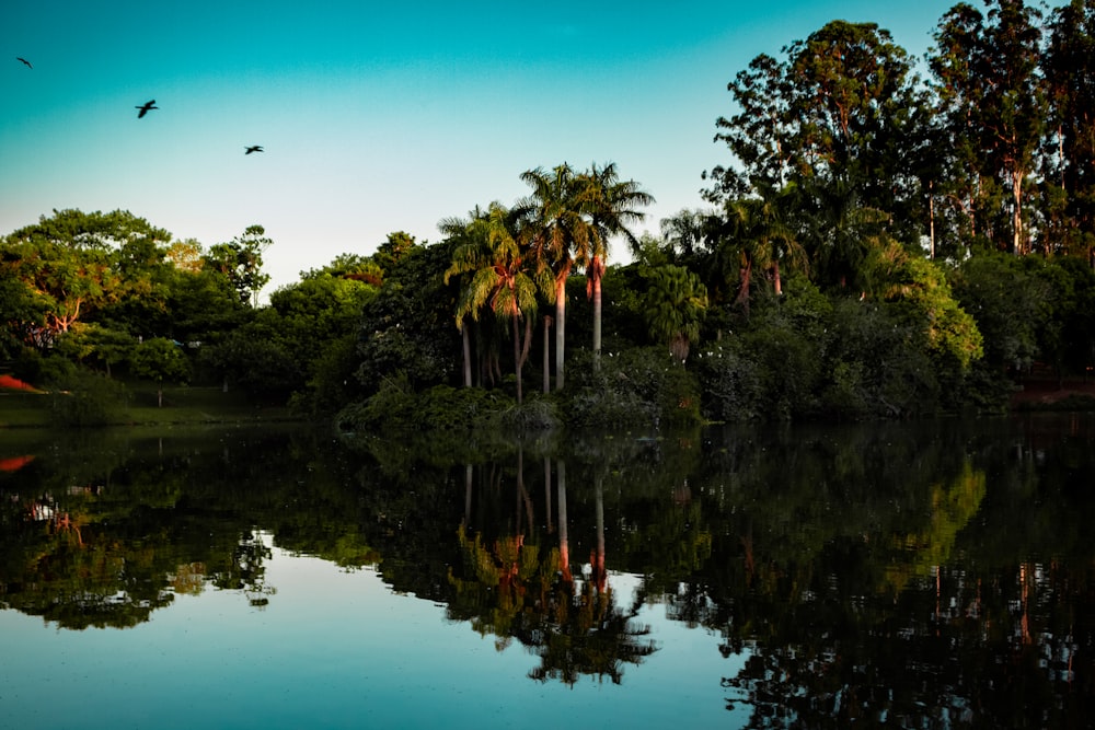 green trees beside body of water during daytime