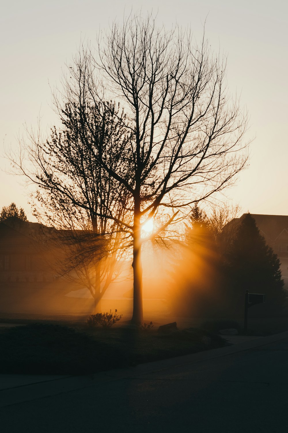 bare tree near house during sunset