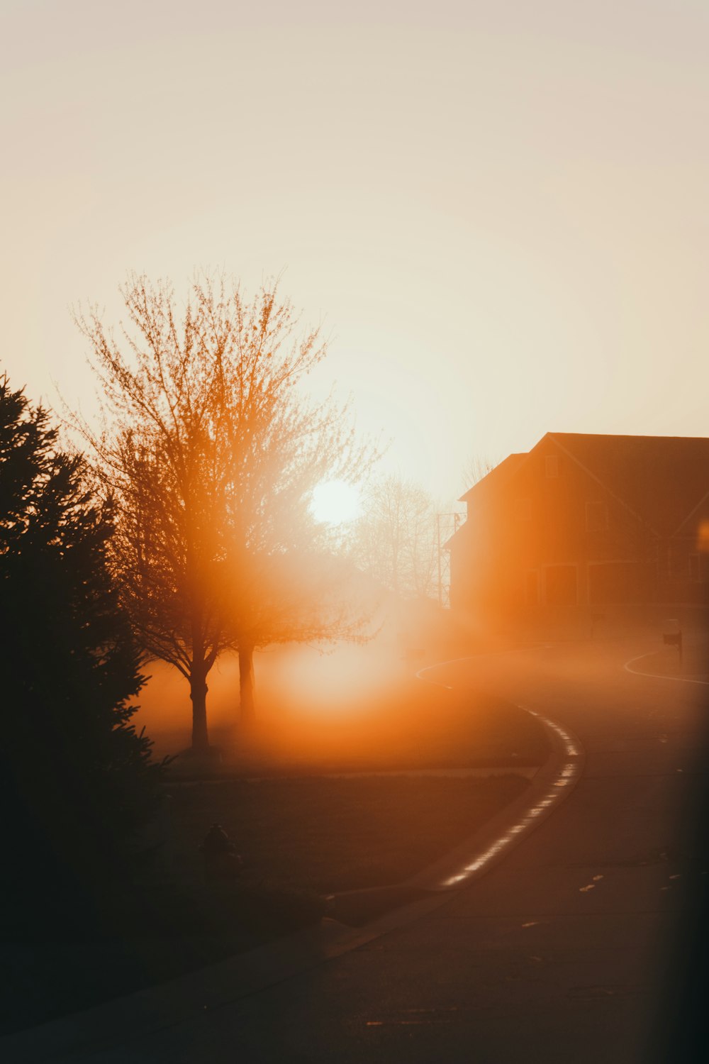 bare trees on road during sunset