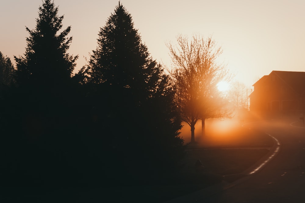 silhouette of trees during sunset