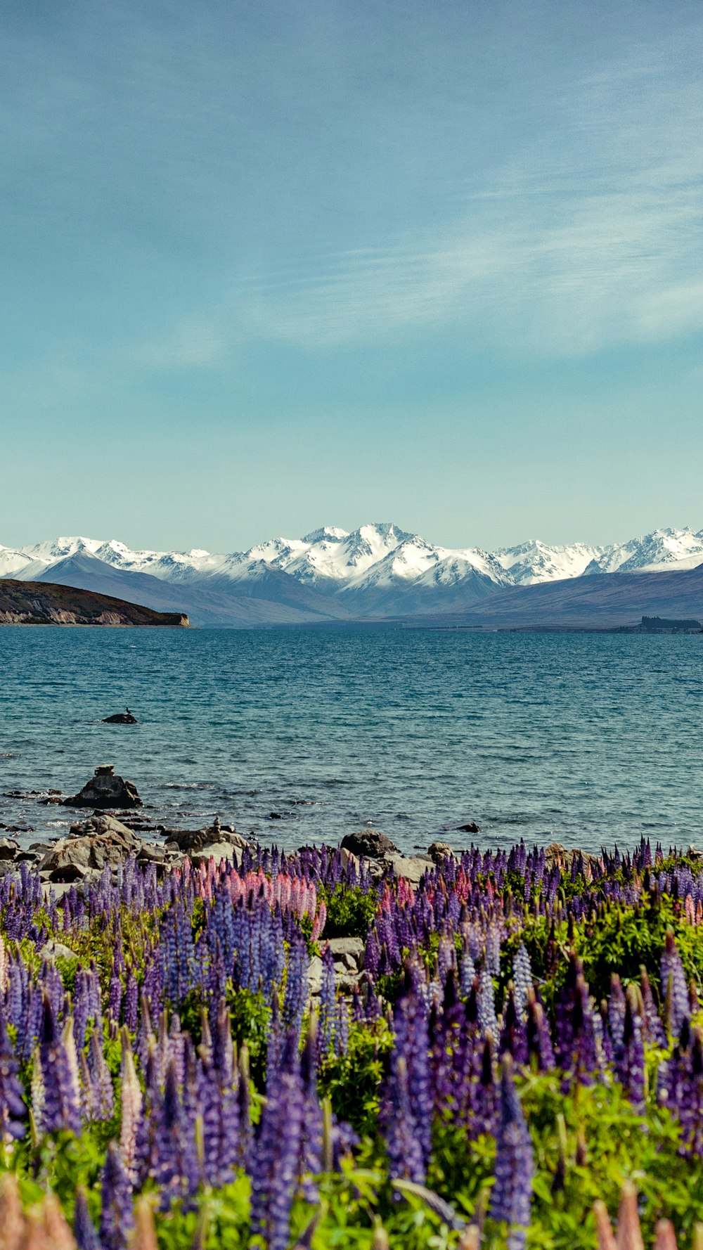 purple and yellow flower field near body of water and snow covered mountain during daytime