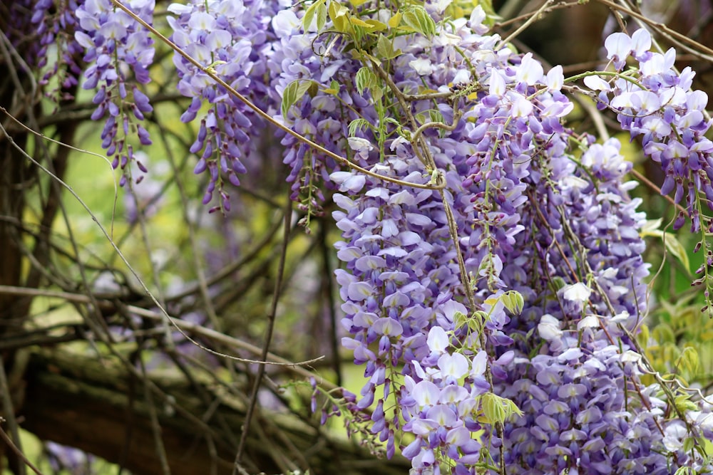 purple and white flowers on brown tree branch