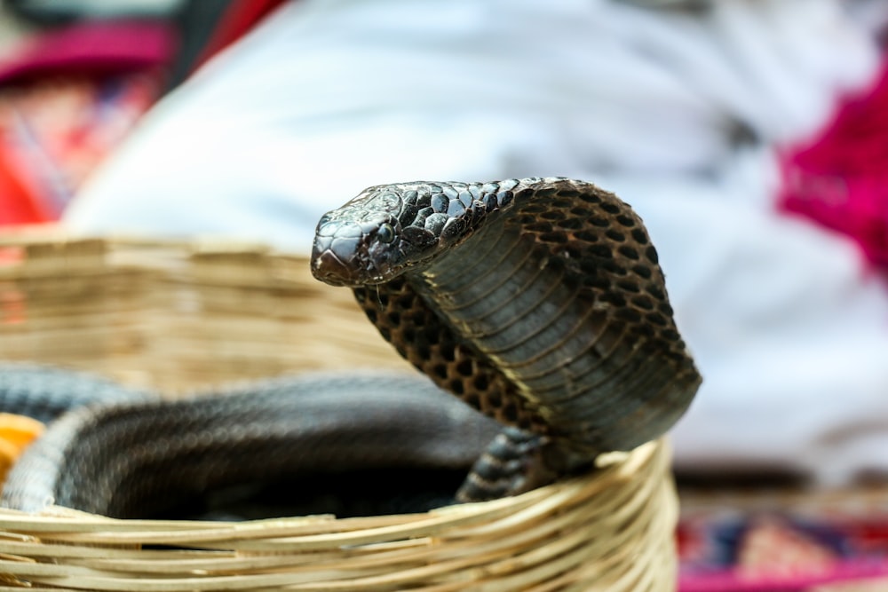 brown and black snake on brown wooden surface