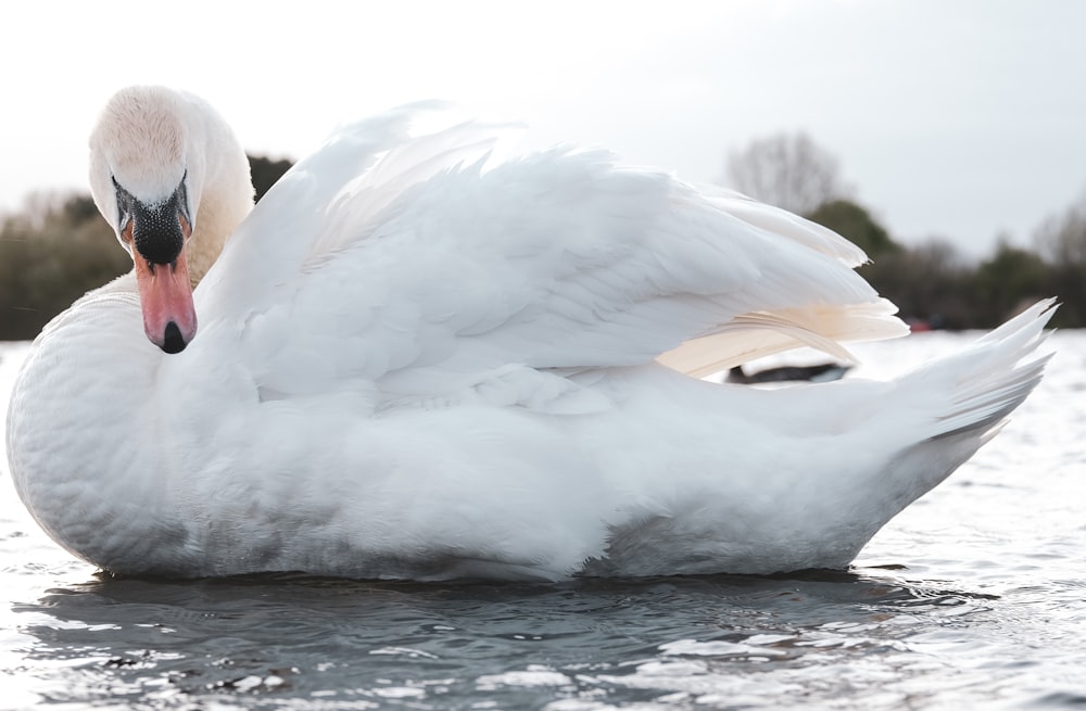 white swan on water during daytime