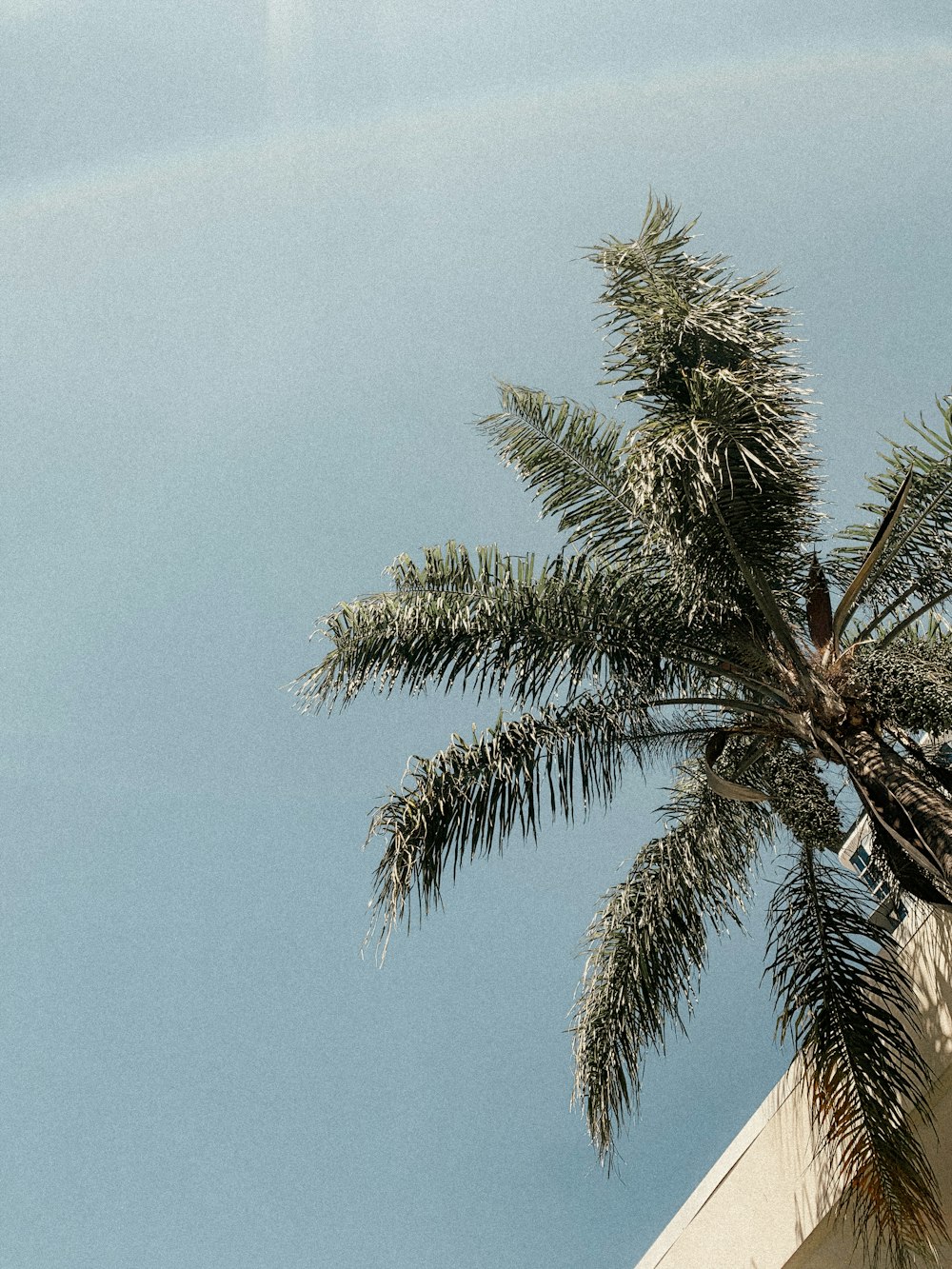 green palm tree under blue sky during daytime