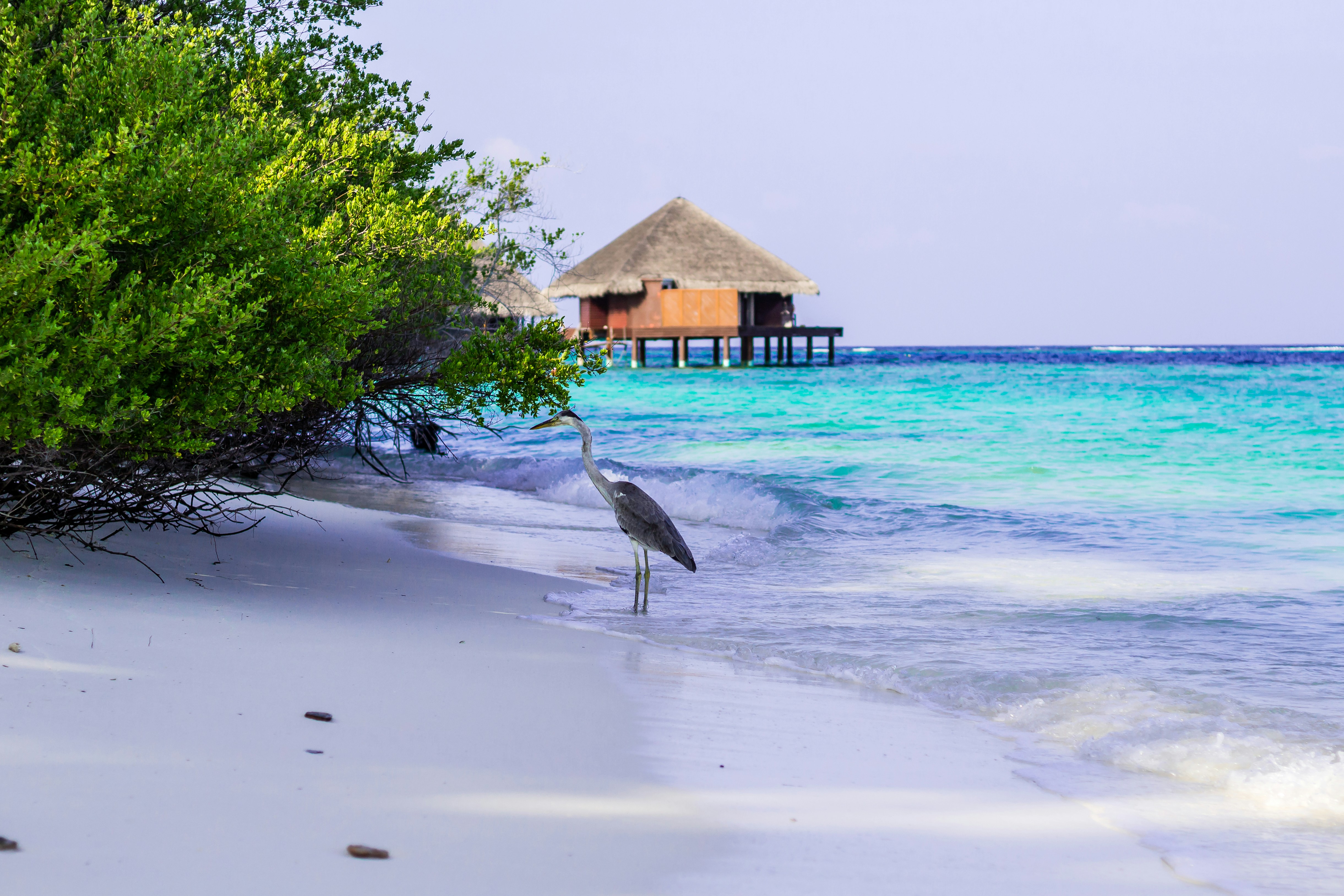 Photo by adityabharadwaj26