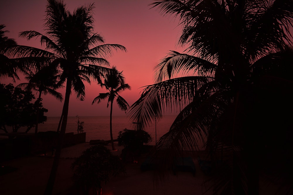 silhouette of palm trees during sunset