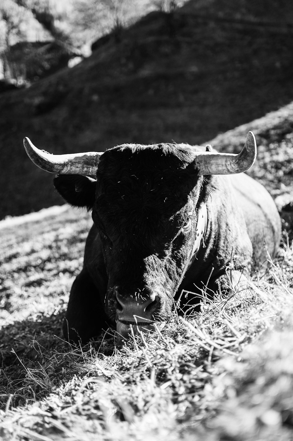 vaca preta no campo da grama na fotografia em tons de cinza