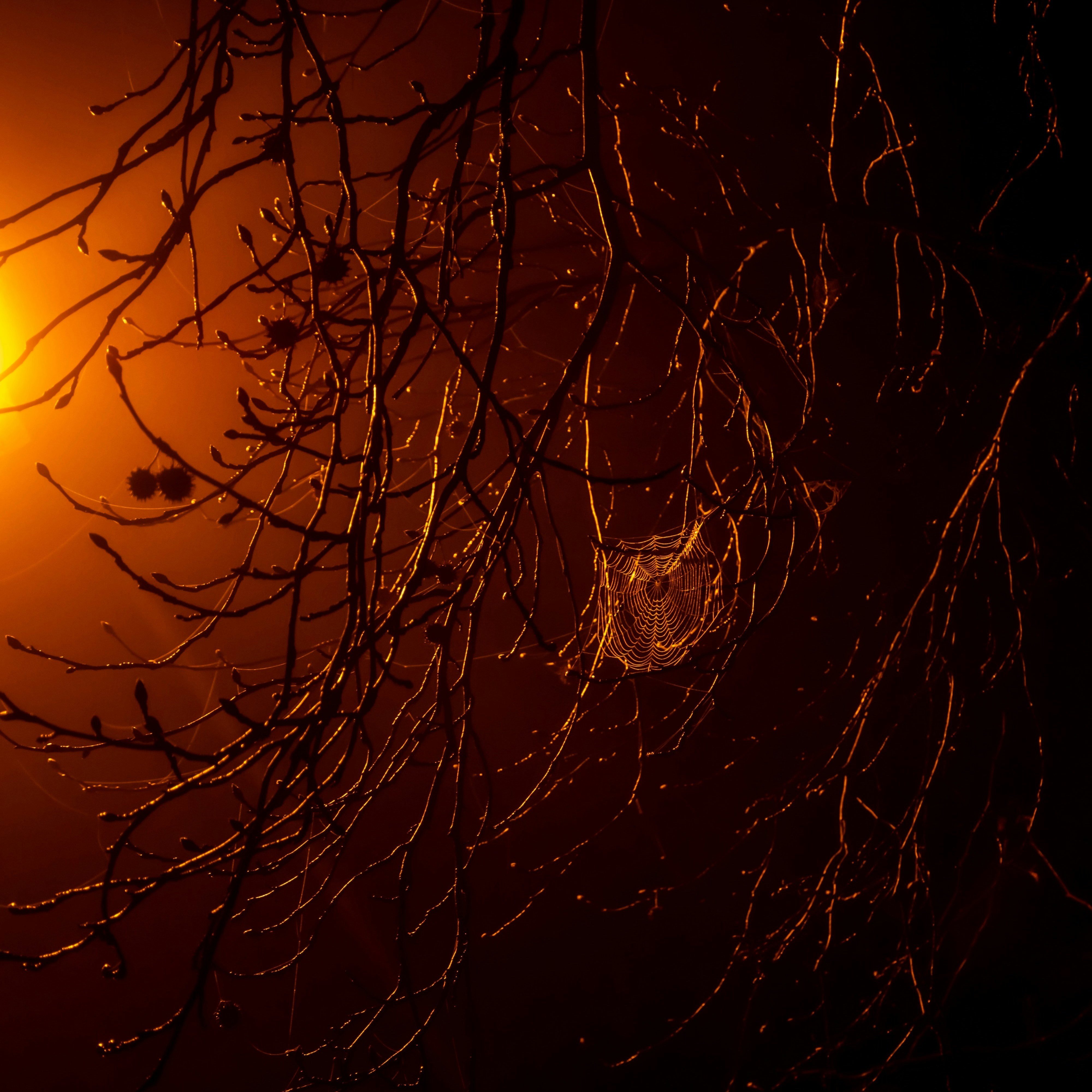 Welcome to the Dark Web. Don’t Tell Anyone.