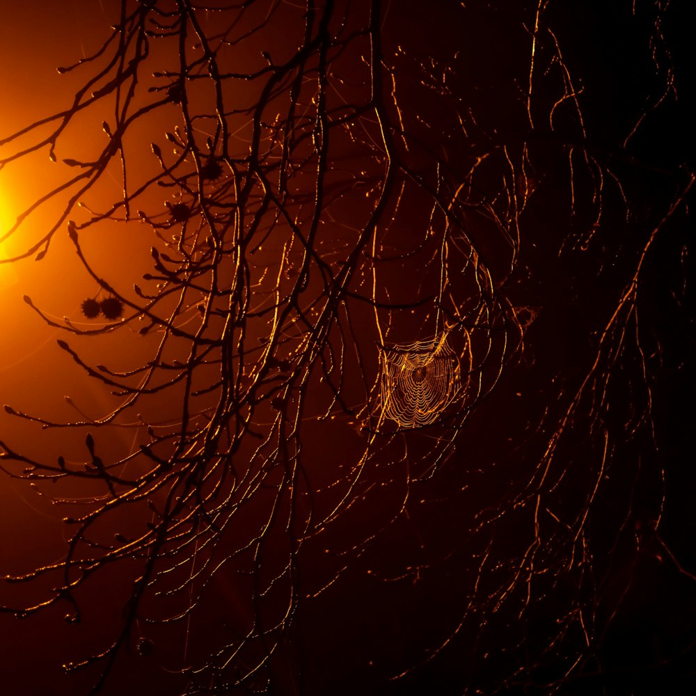 Silueta de árbol desnudo durante la puesta del sol