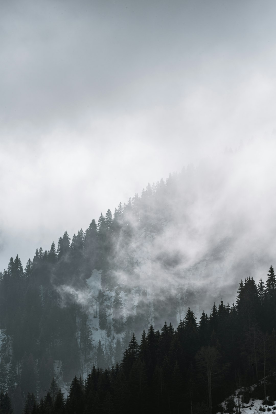 green trees covered by white clouds