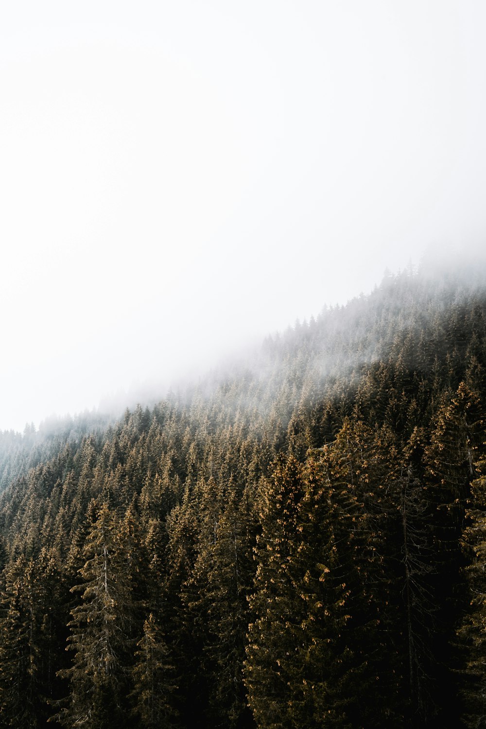 green and brown trees under white sky during daytime