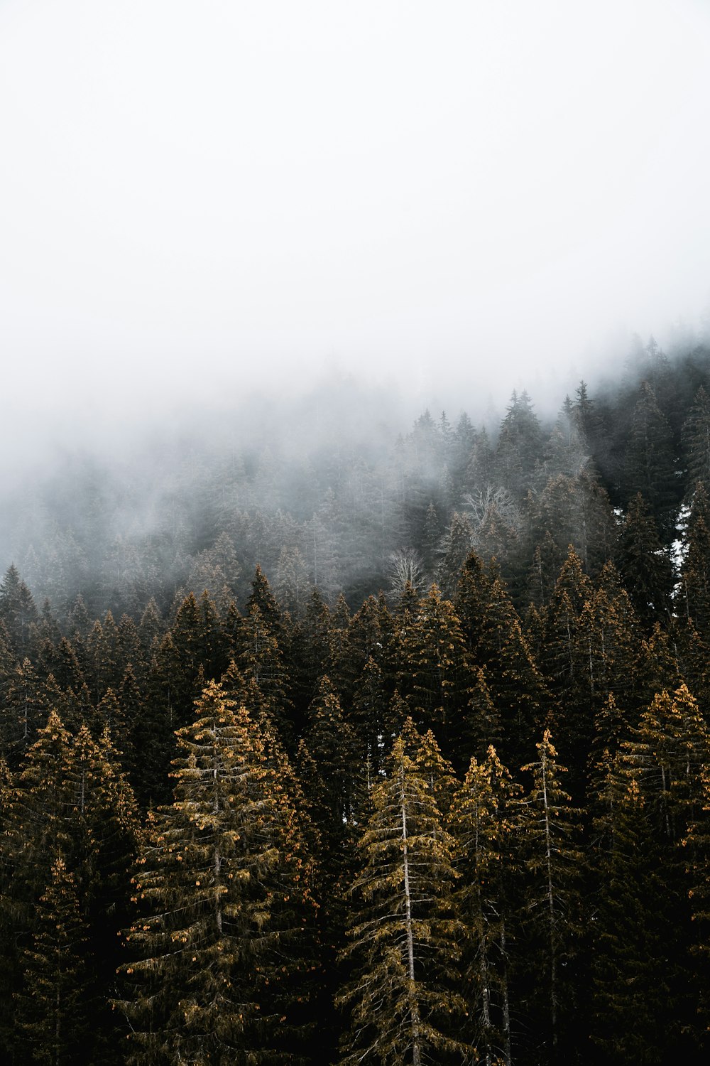 green pine trees covered with fog