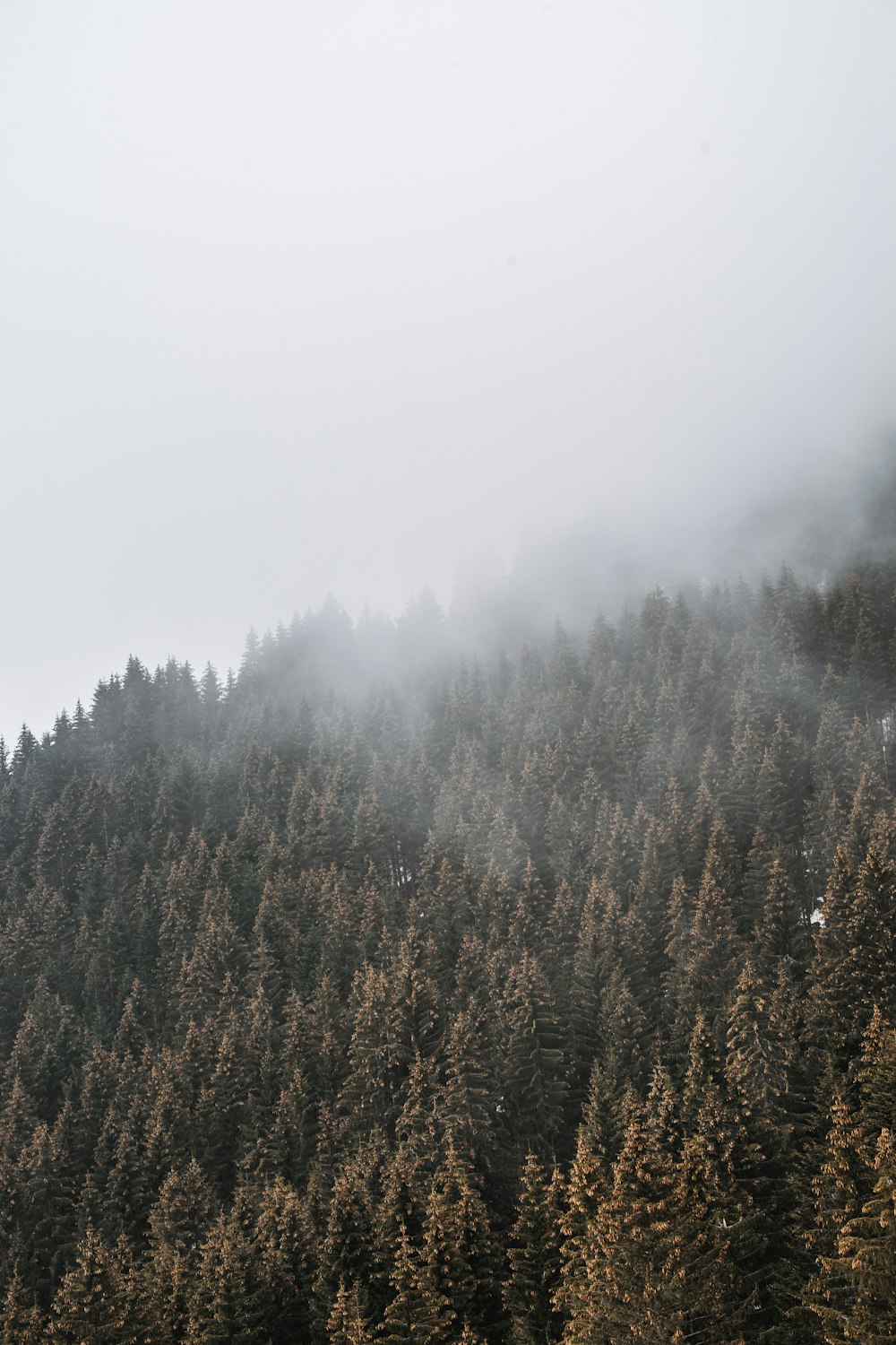 green and brown trees under white sky during daytime