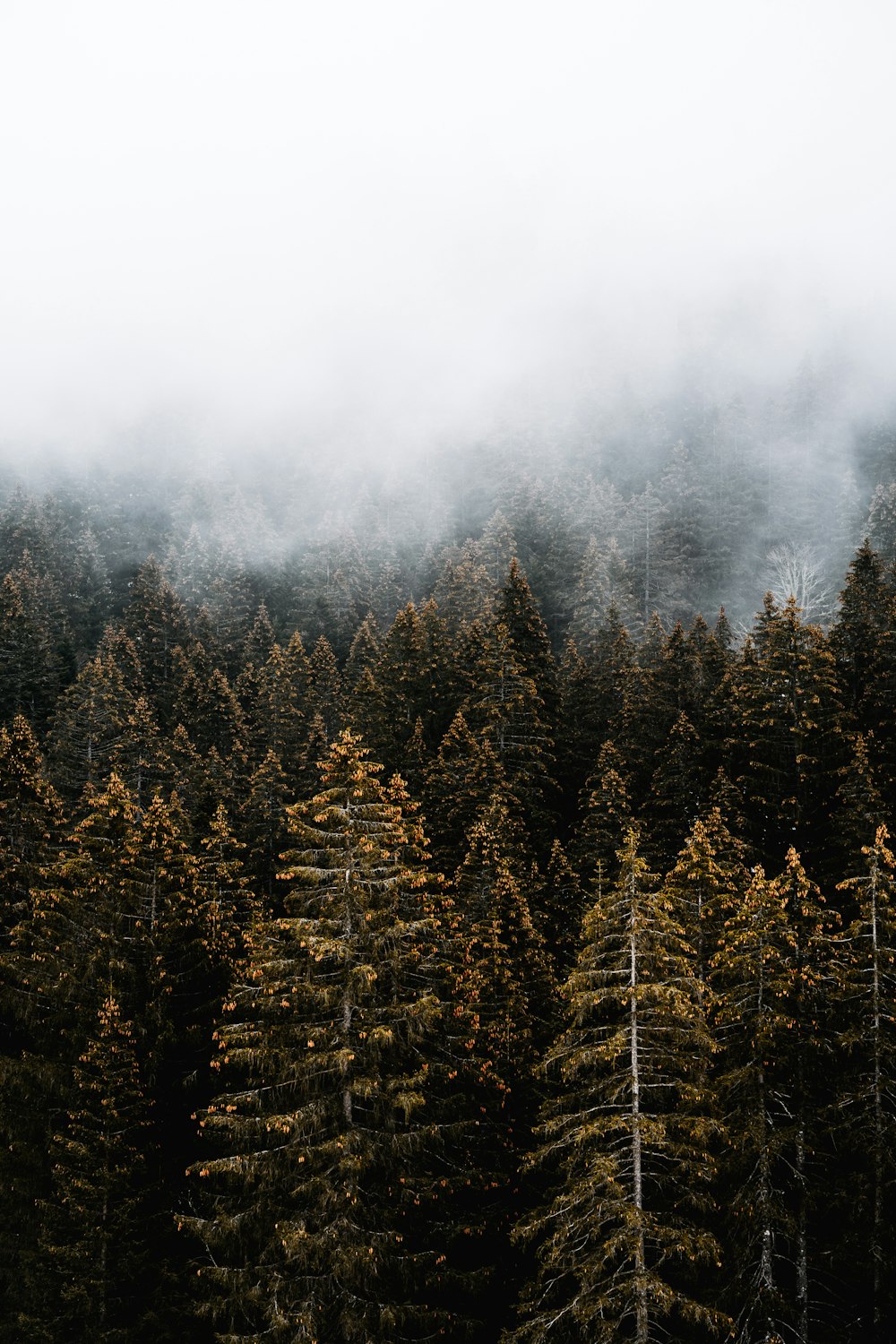 green pine trees covered with fog