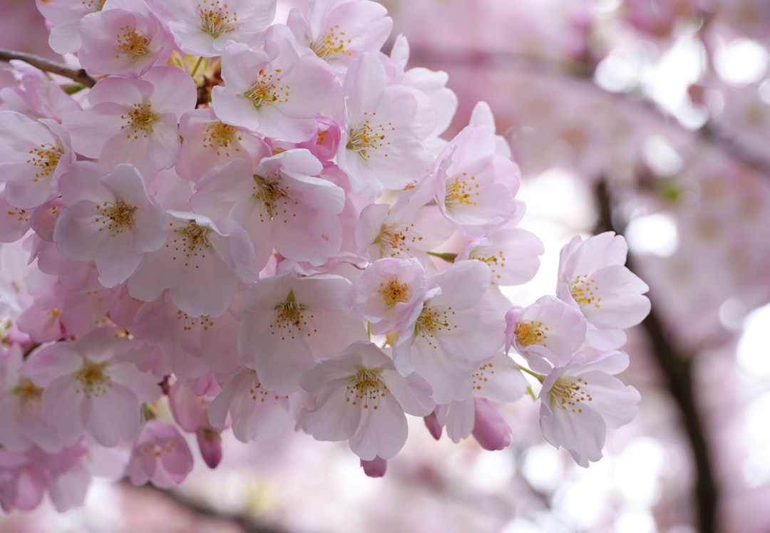 四月花開正當時：賞花達人帶你探索台灣花季