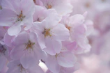 Delicate pink cherry blossom petals scattered around a finely woven fabric piece