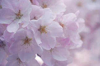 A close-up of delicate sakura blossoms embroidered with fine silk threads on fabric.
