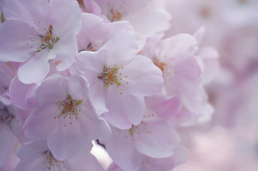 A close-up of delicate sakura blossoms embroidered with fine silk threads on fabric.