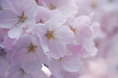 Delicate pink cherry blossom petals scattered around a finely woven fabric piece