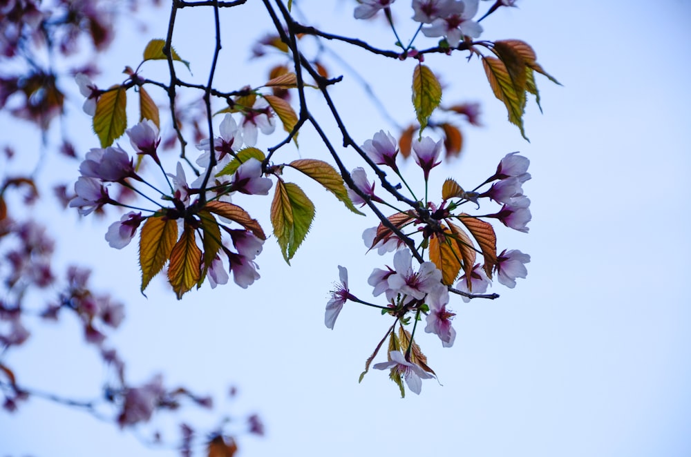 yellow and green leaves on brown tree branch