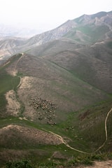 A serene landscape featuring rolling hills covered with patches of green grass and bare earth. A herd of livestock, possibly sheep or goats, is gathered near the center, grazing on the slopes. The scene is expansive, with intricate patterns formed by natural contours and pathways meandering through the terrain.