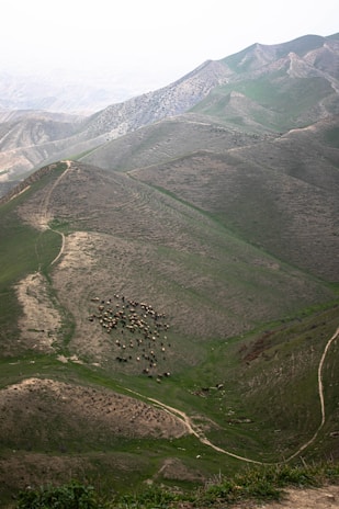 A serene landscape featuring rolling hills covered with patches of green grass and bare earth. A herd of livestock, possibly sheep or goats, is gathered near the center, grazing on the slopes. The scene is expansive, with intricate patterns formed by natural contours and pathways meandering through the terrain.