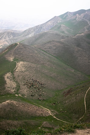 A serene landscape featuring rolling hills covered with patches of green grass and bare earth. A herd of livestock, possibly sheep or goats, is gathered near the center, grazing on the slopes. The scene is expansive, with intricate patterns formed by natural contours and pathways meandering through the terrain.
