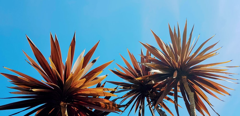 brown plant under blue sky during daytime