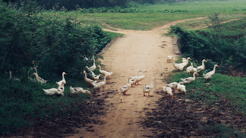 white and brown goats on brown dirt road during daytime