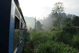 A train travels through lush greenery, with a misty landscape and tall trees in the background. The morning light creates a serene and tranquil atmosphere.