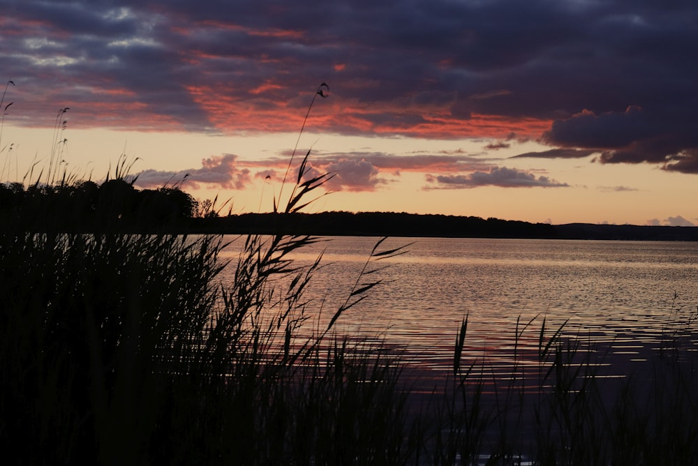 silhouette of trees near body of water during sunset