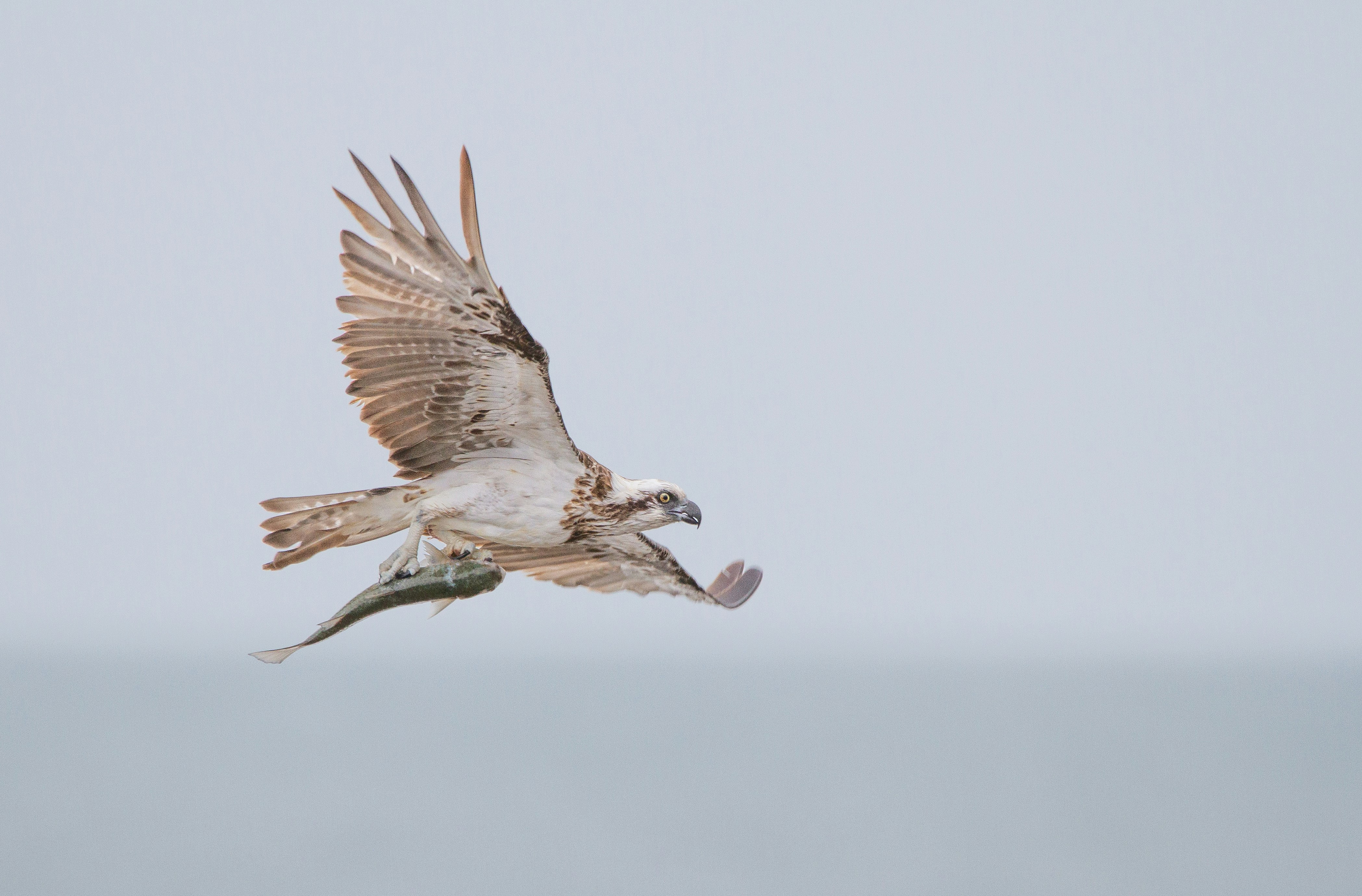 Photo by thomasmcphersonphotography