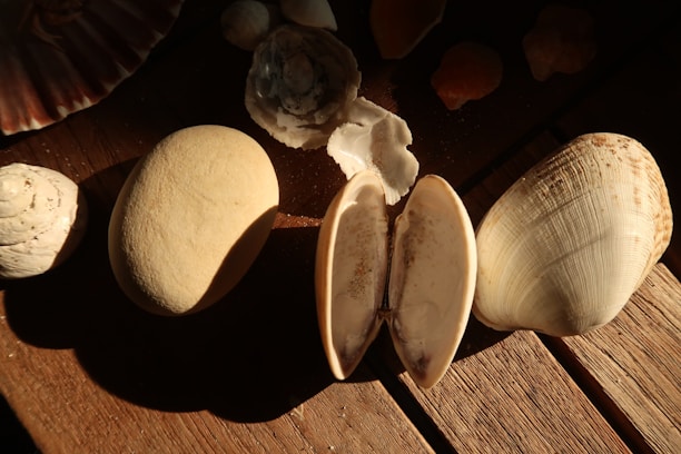 A collection of assorted sea shells displayed on a rustic wooden table, sunlight casting warm shadows.
