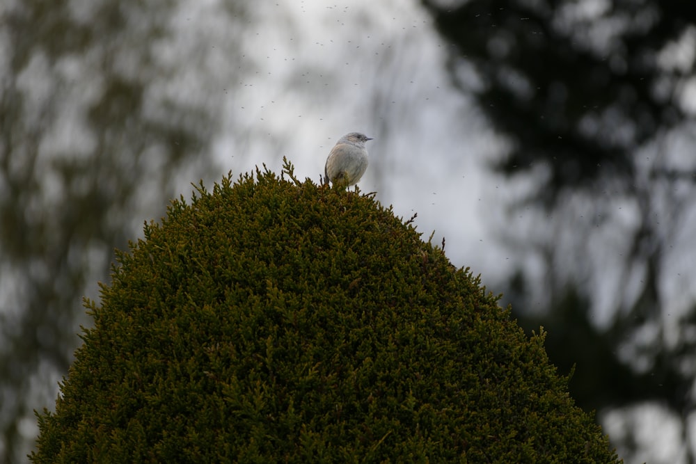 white bird on green plant