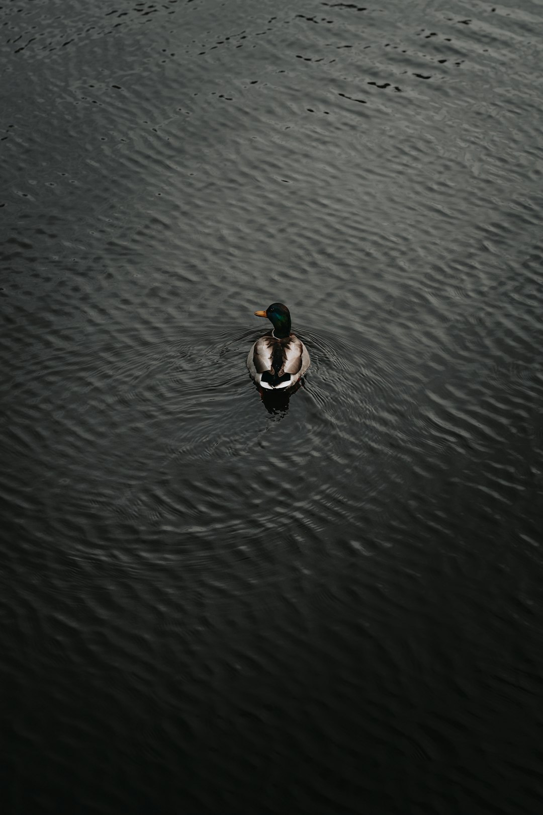 two mallard ducks on water